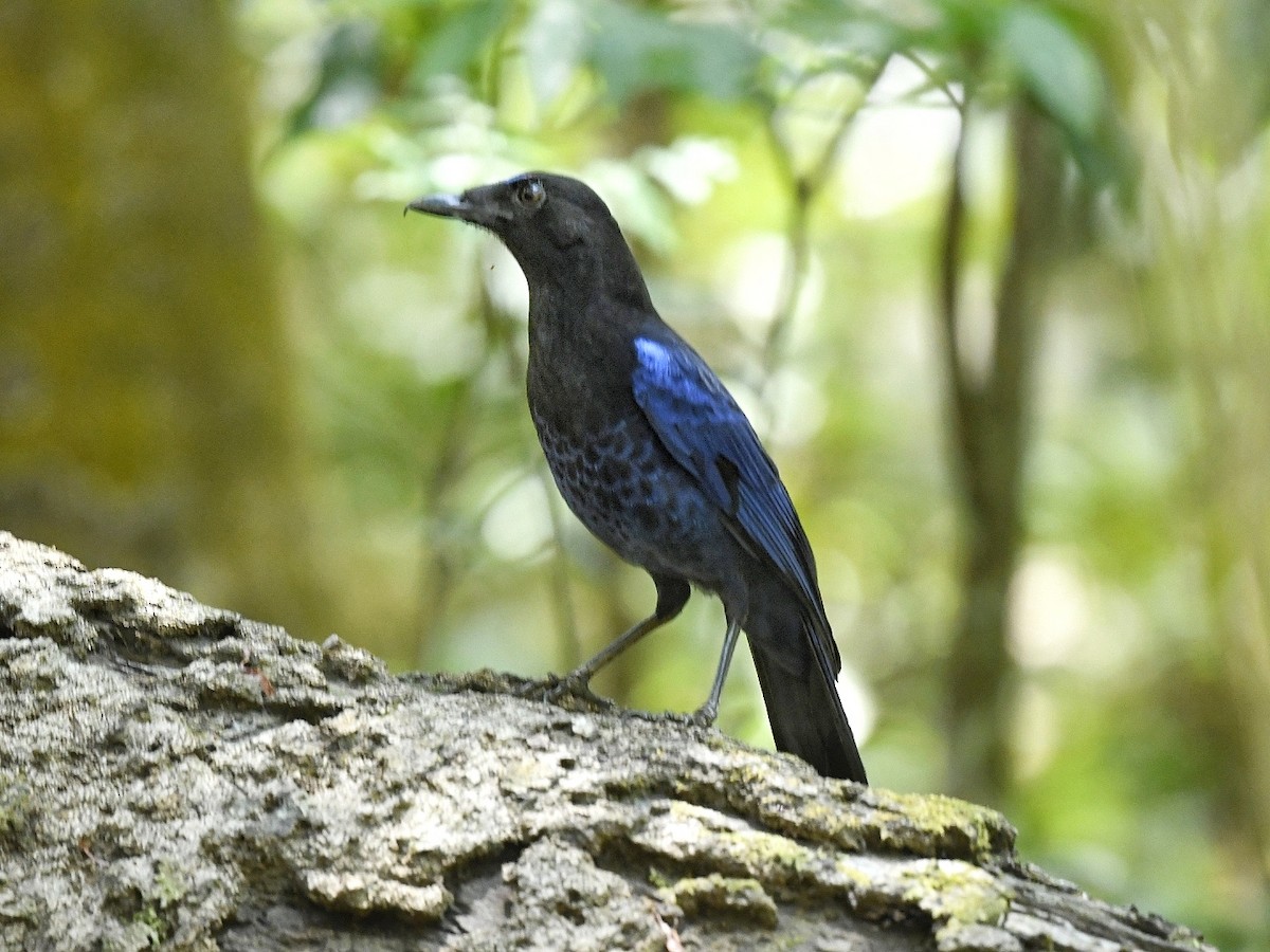 Малабарская синяя птица - ML617766393
