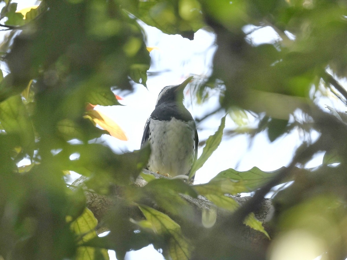 Pied Thrush - Renuka Vijayaraghavan