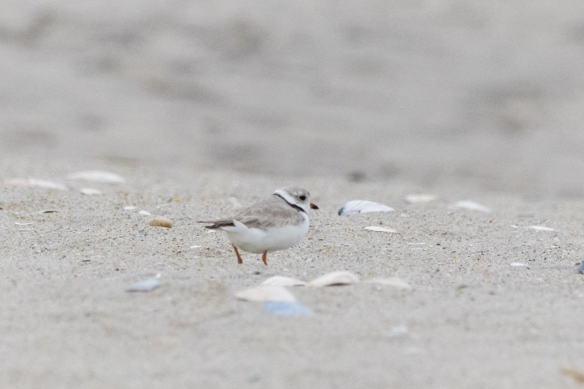 Piping Plover - ML617766427