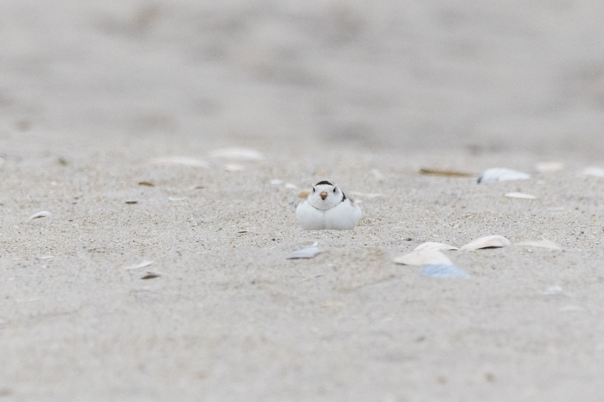 Piping Plover - ML617766428