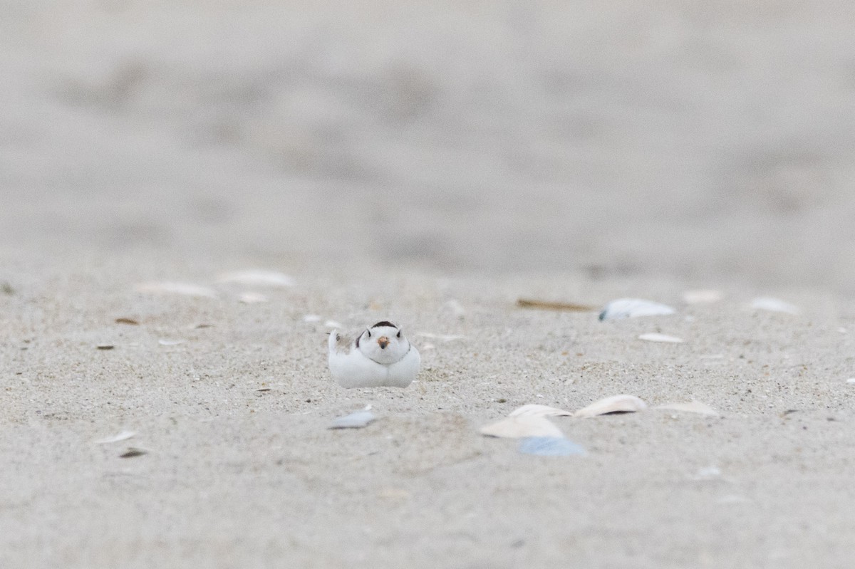 Piping Plover - ML617766429