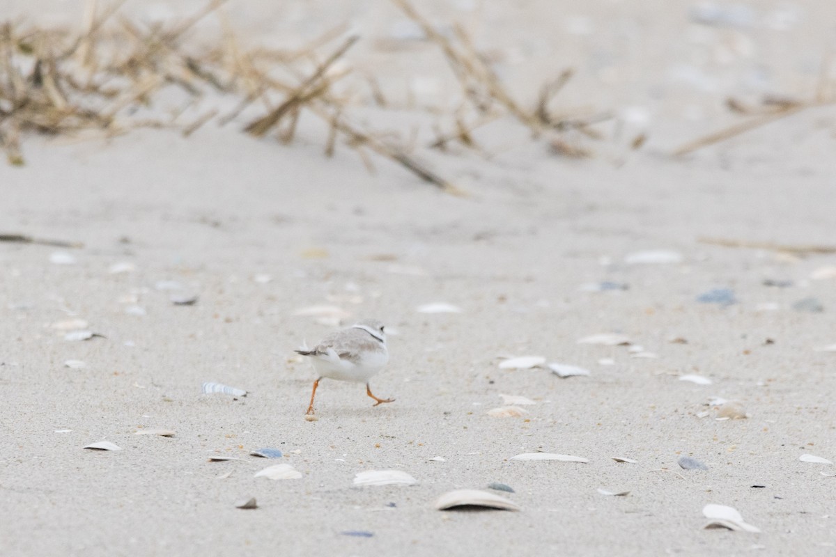 Piping Plover - ML617766430