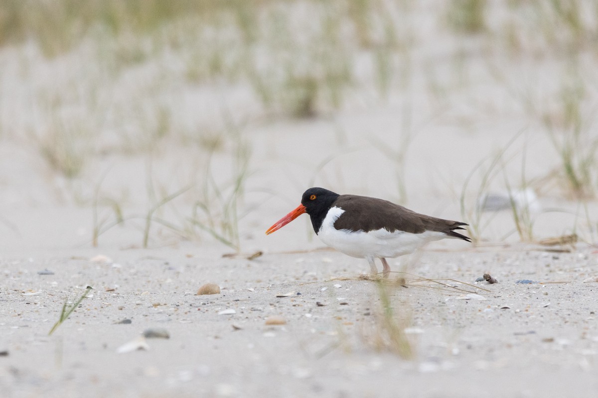 American Oystercatcher - ML617766432