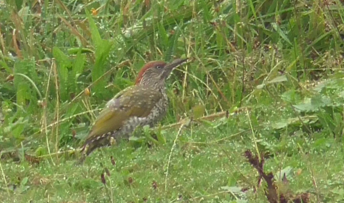 Eurasian Green Woodpecker - Christopher Bourne