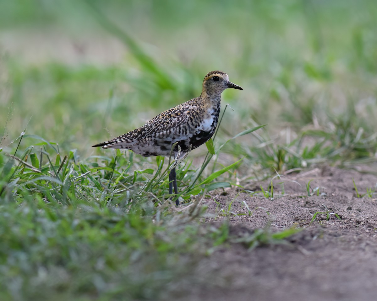 Pacific Golden-Plover - ML617766484