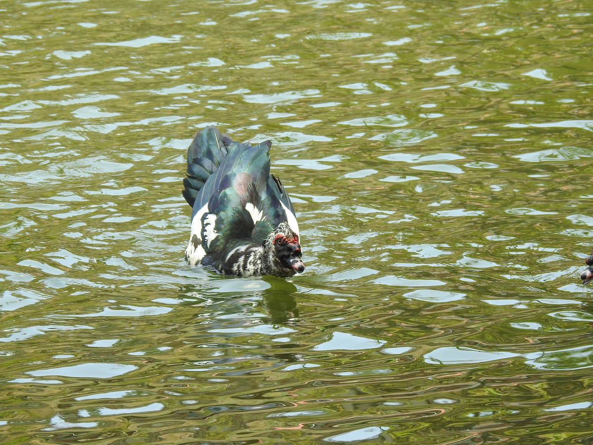 Muscovy Duck (Domestic type) - ML617766486