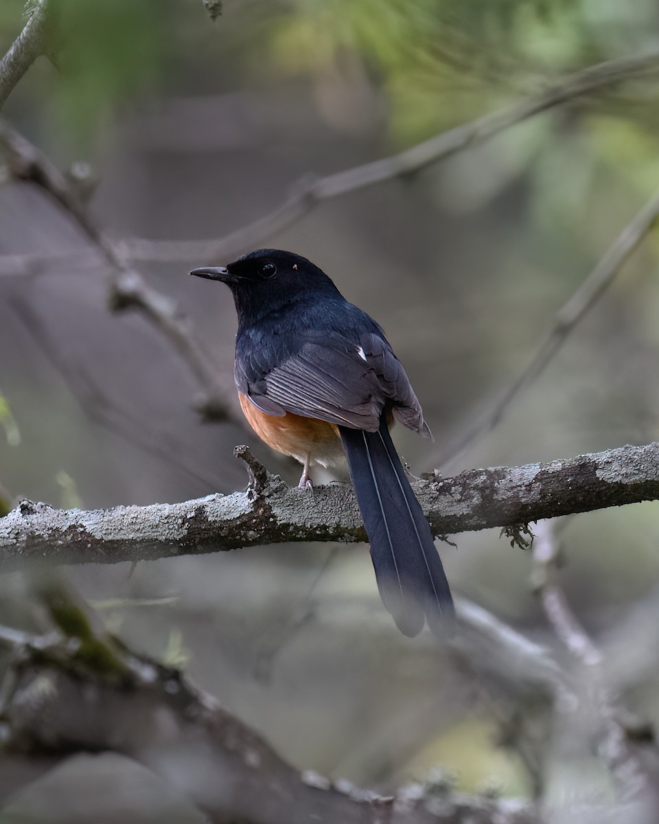 White-rumped Shama - ML617766493