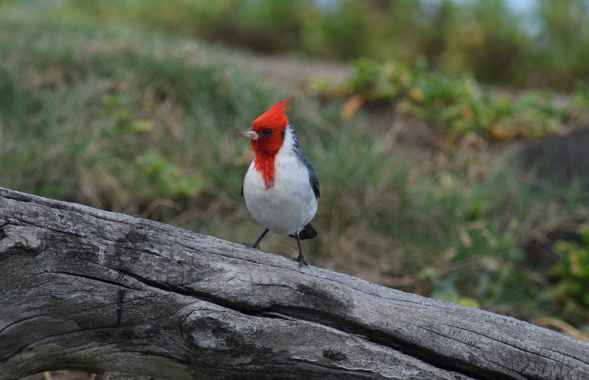 Red-crested Cardinal - Warren Johnson