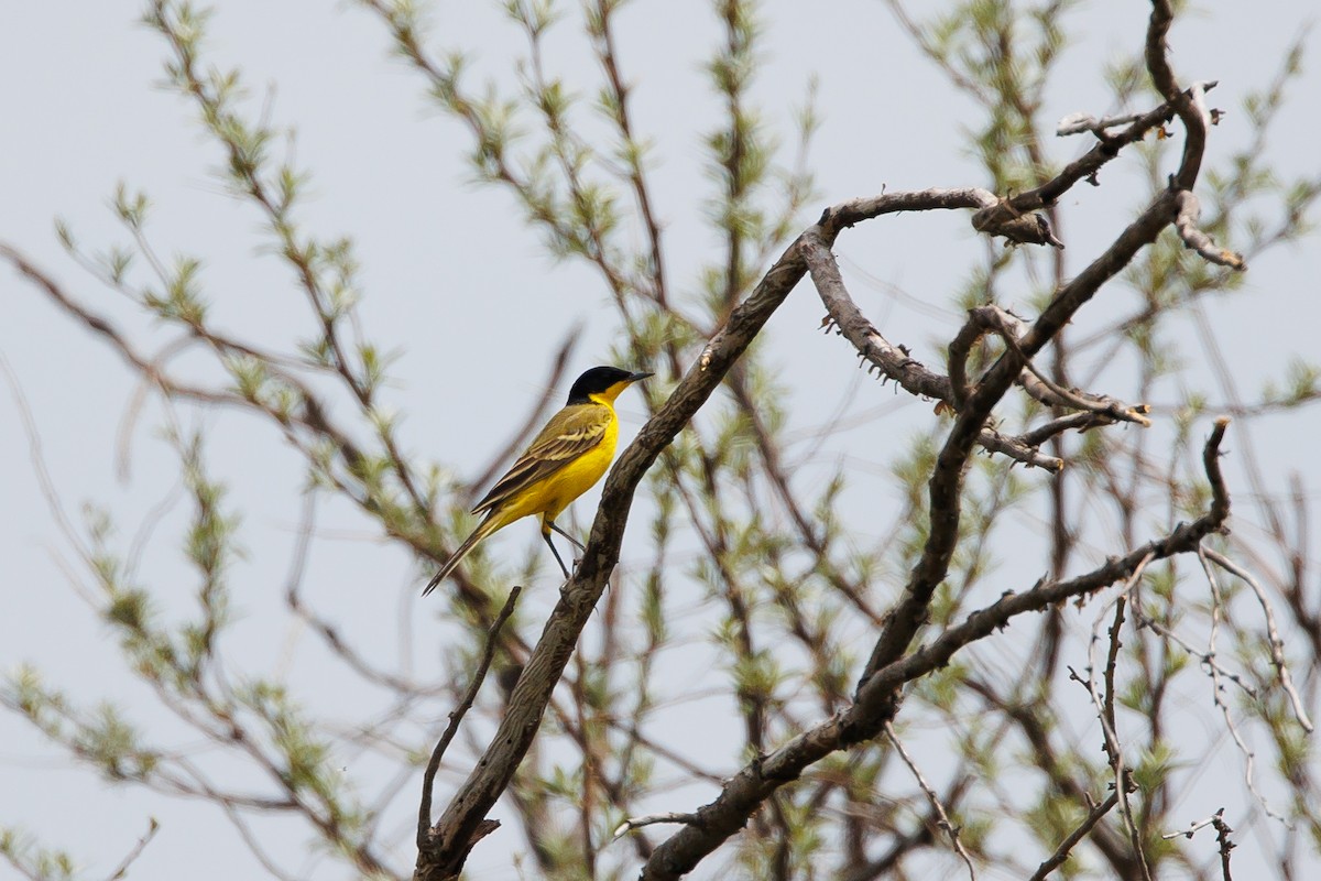 Western Yellow Wagtail (feldegg) - Giorgi Natsvlishvili