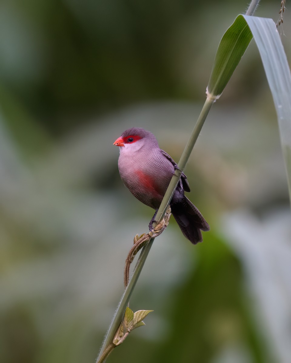 Common Waxbill - ML617766517