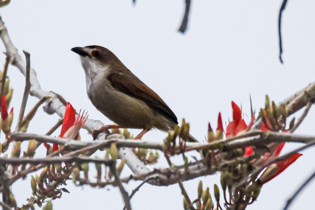 Yellow-eyed Babbler - Sanjay Gupta