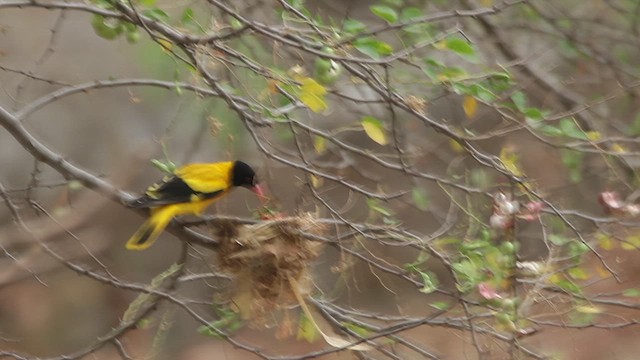 Black-hooded Oriole - ML617766572