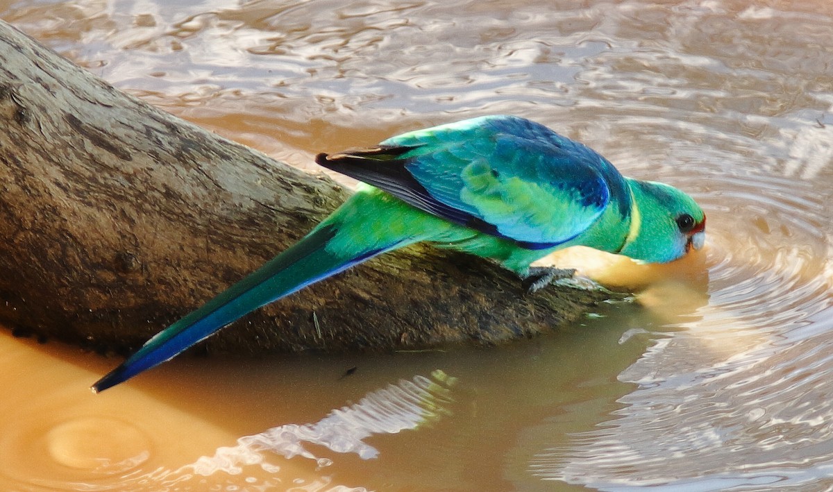 Australian Ringneck (Mallee) - ML617766619