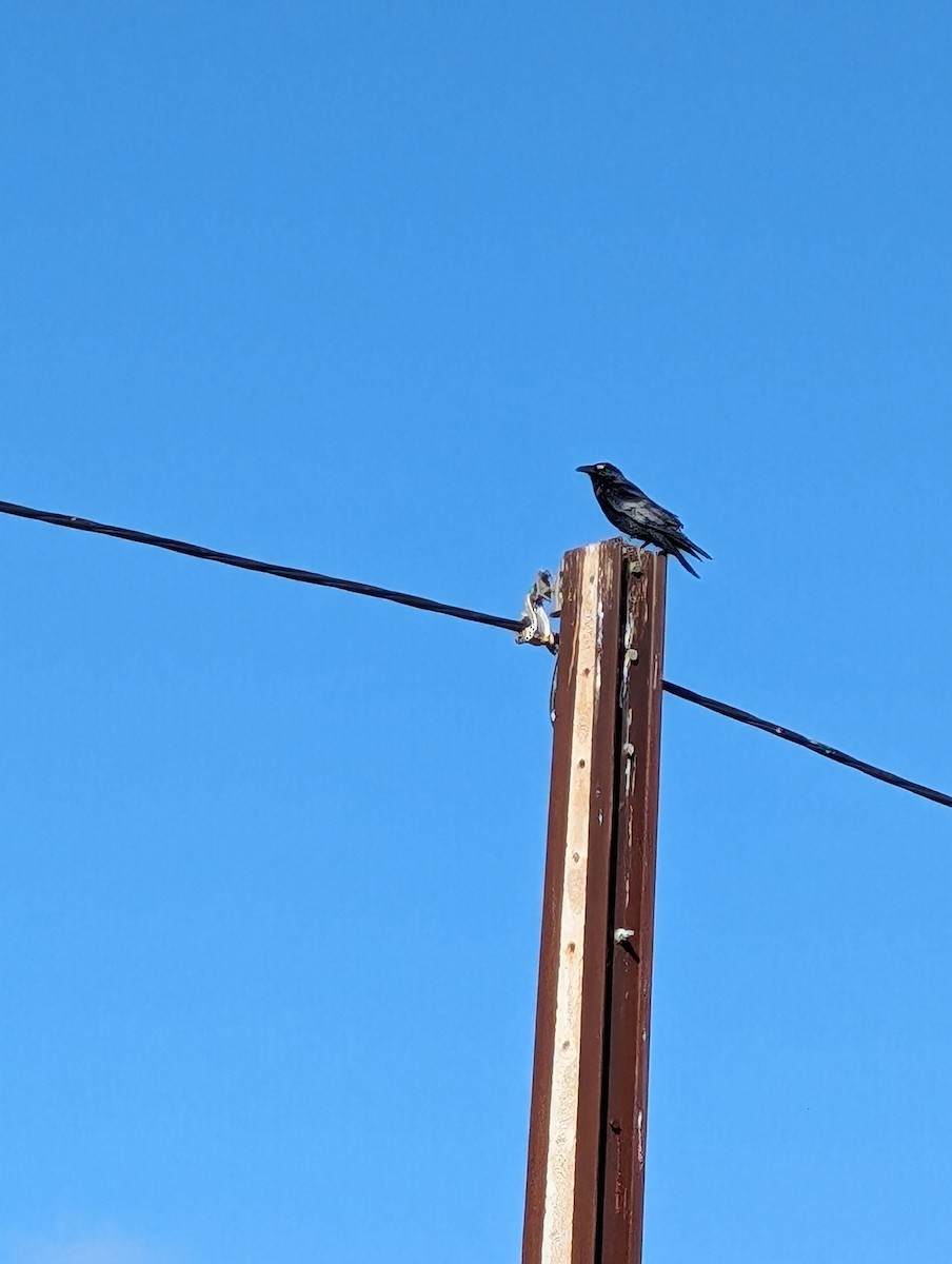 Little Raven - ML617766637