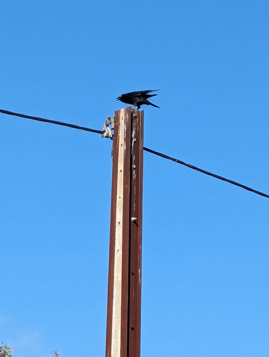 Little Raven - ML617766638