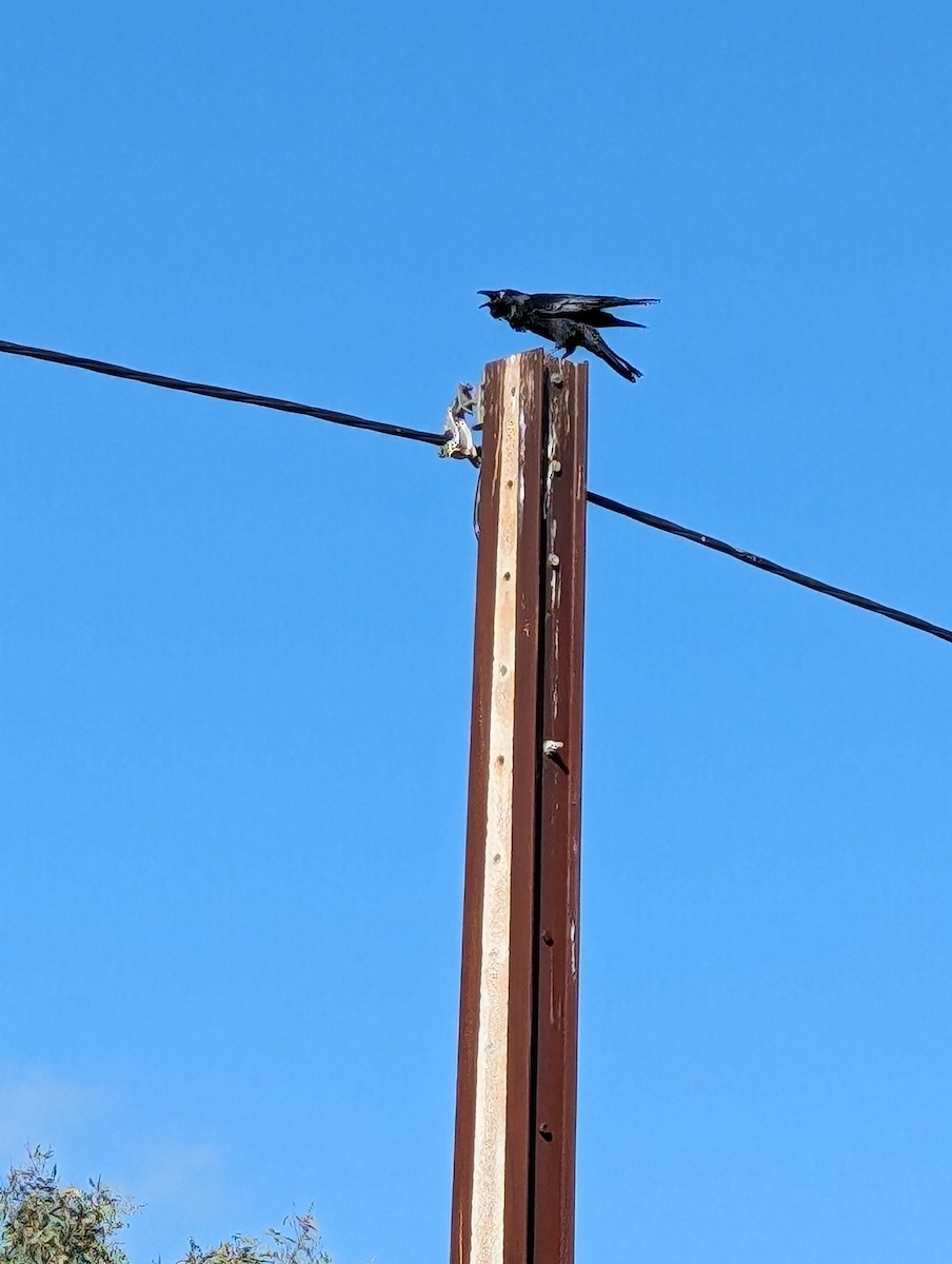 Little Raven - ML617766639