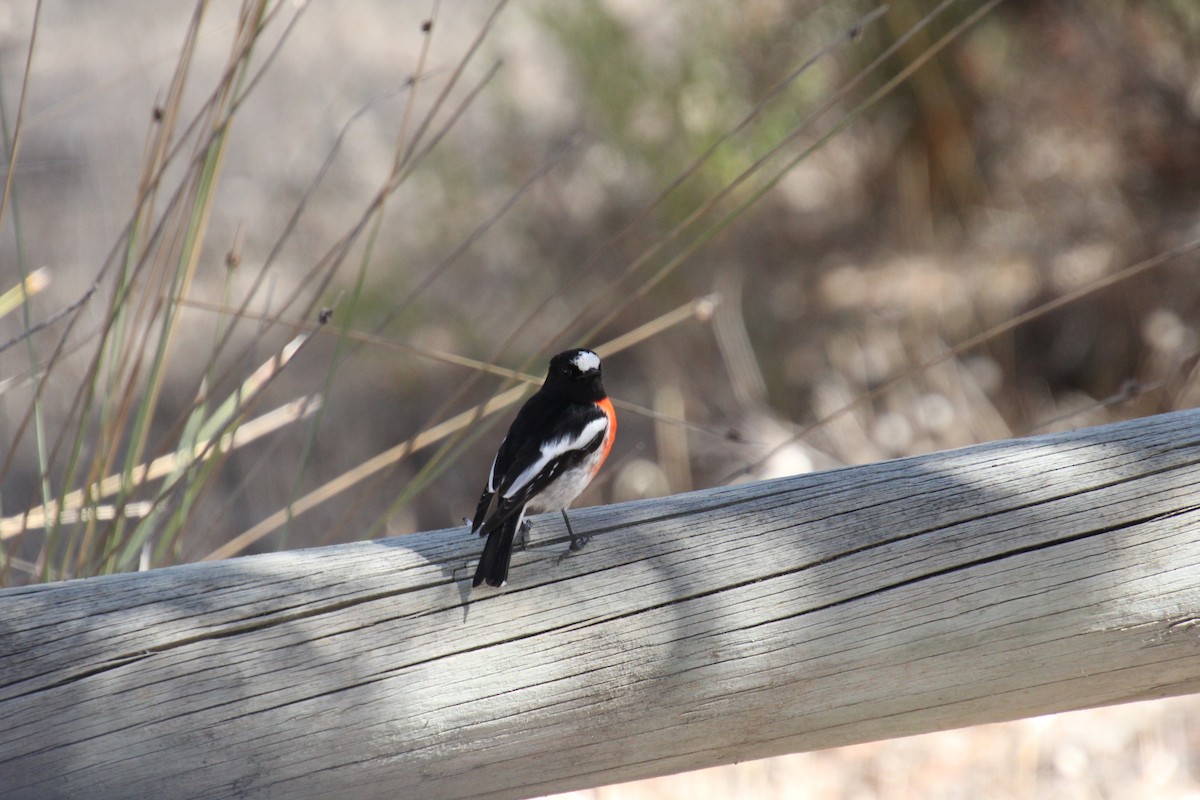 Scarlet Robin - ML617766671