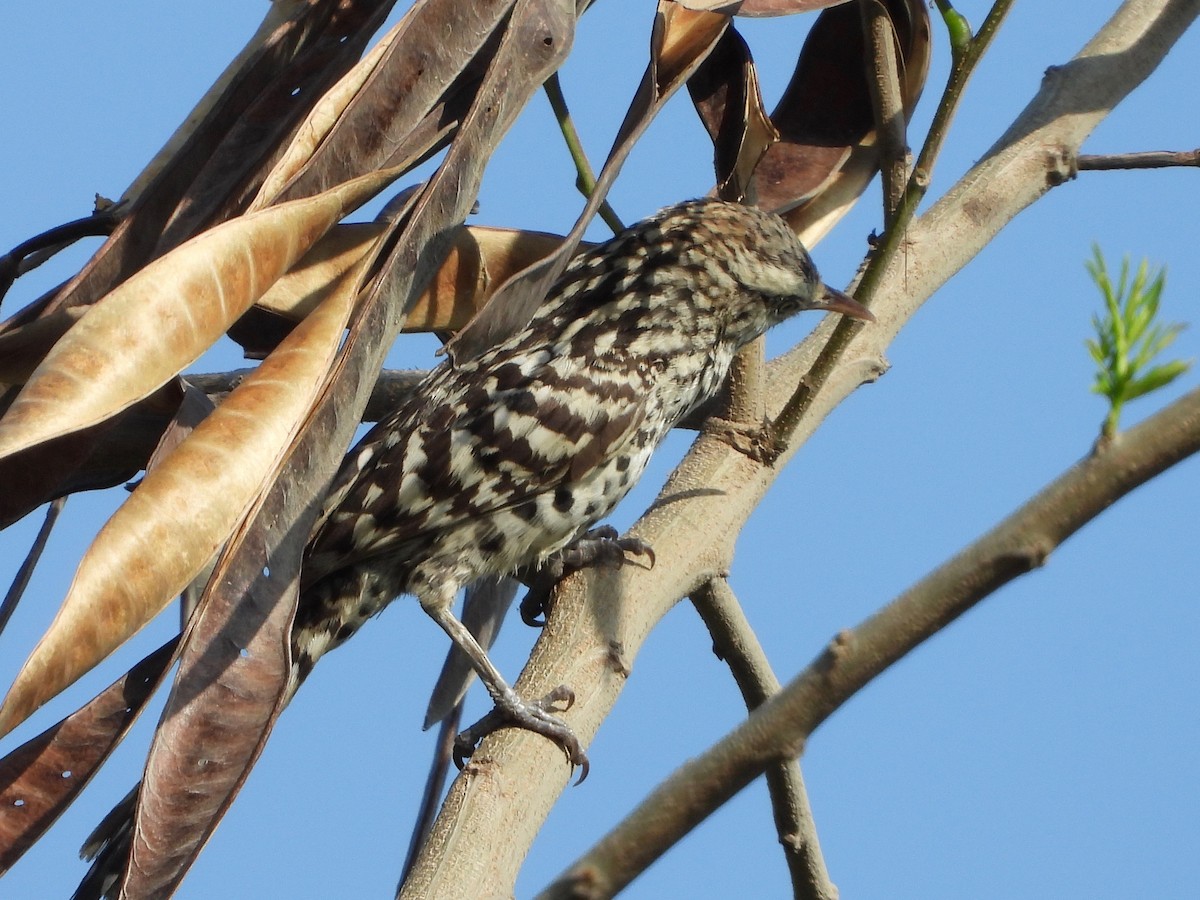 Stripe-backed Wren - Jeanette Frazier