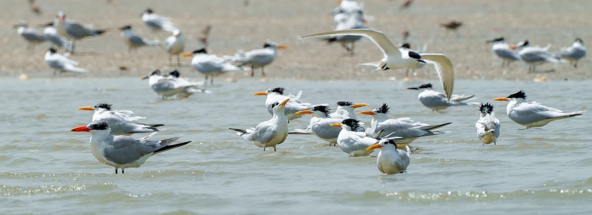 West African Crested Tern - Laurent Esselen