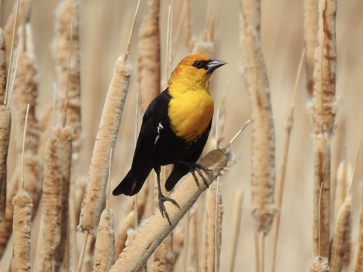 Yellow-headed Blackbird - Sharlane Toole