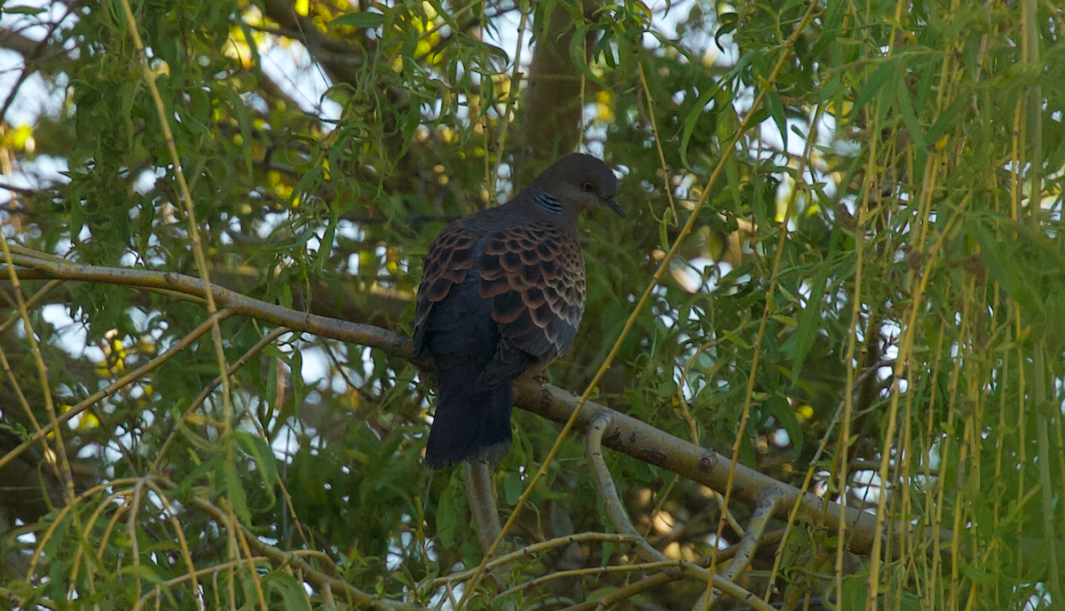 Oriental Turtle-Dove - Justin Santiago