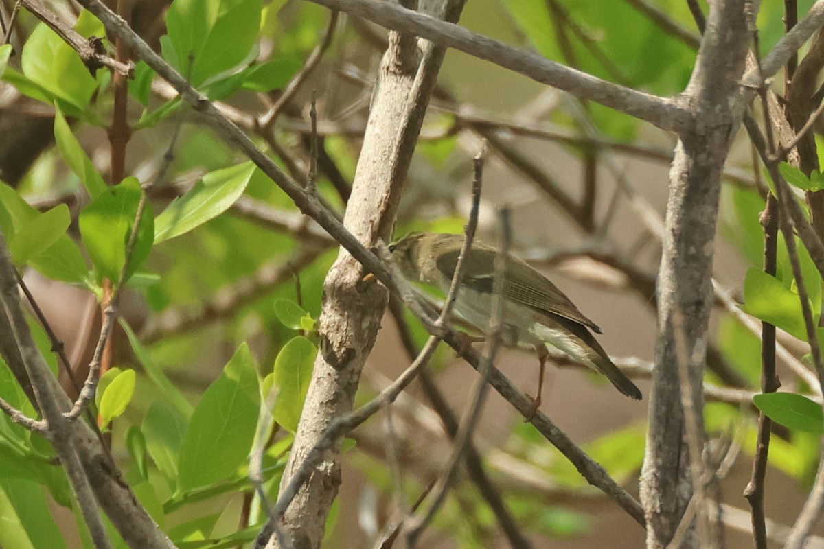 Arctic Warbler - ML617766754