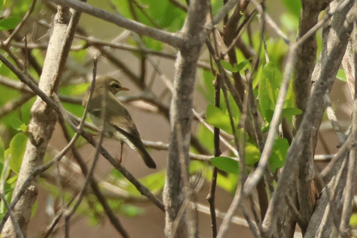 Arctic Warbler - ML617766755