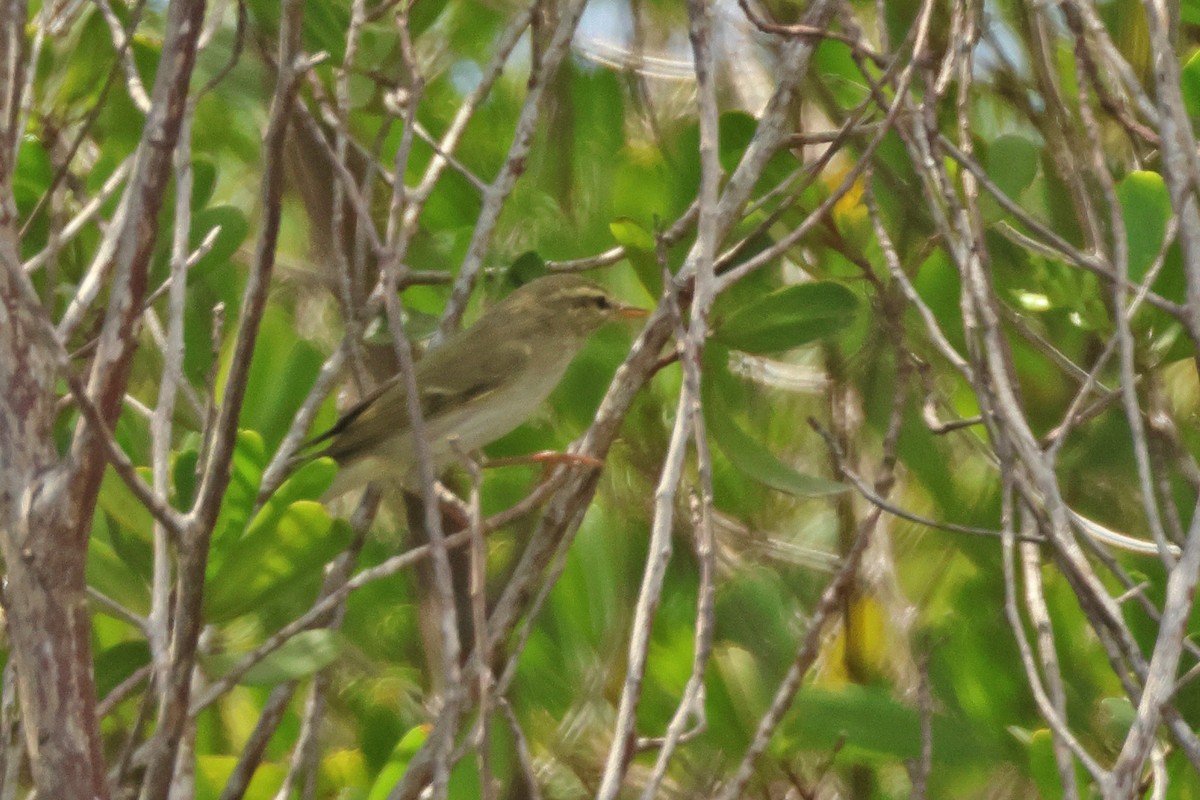 Arctic Warbler - ML617766756