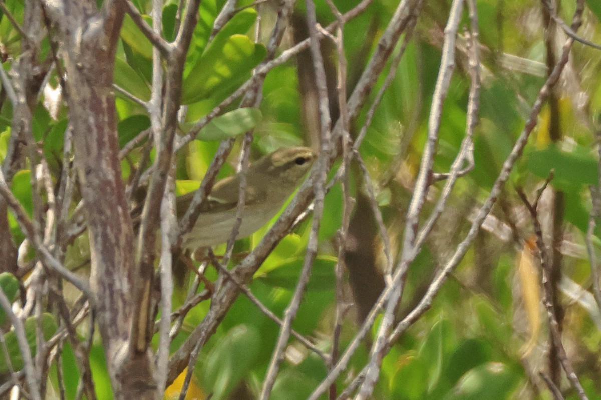 Arctic Warbler - ML617766757