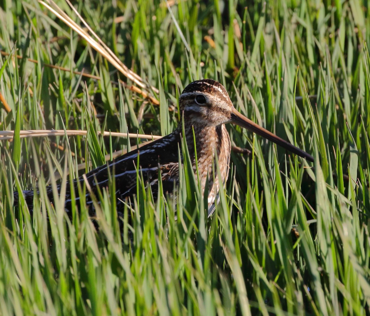 Wilson's Snipe - ML617766799