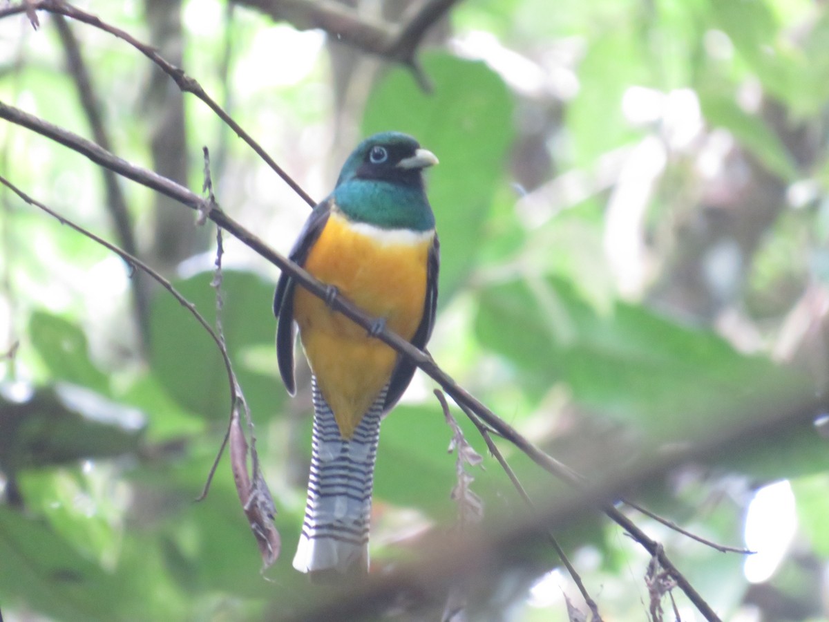 Northern Black-throated Trogon - Dennis Kuchar