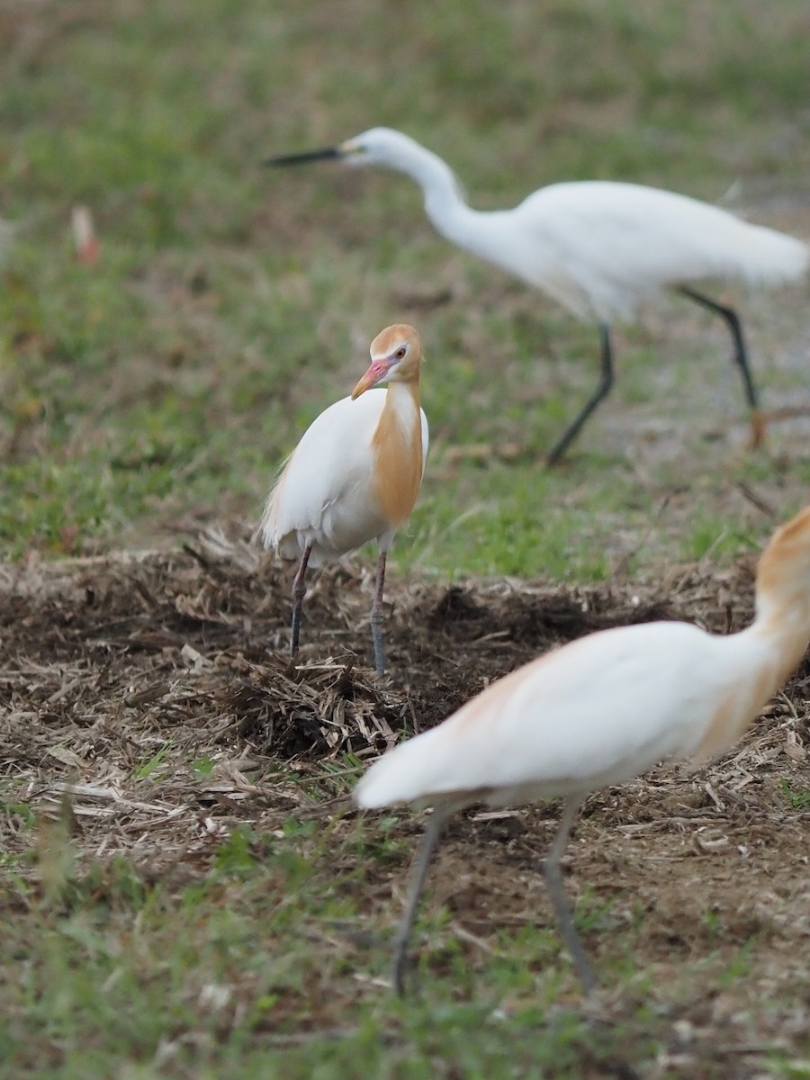 Eastern Cattle Egret - ML617766887