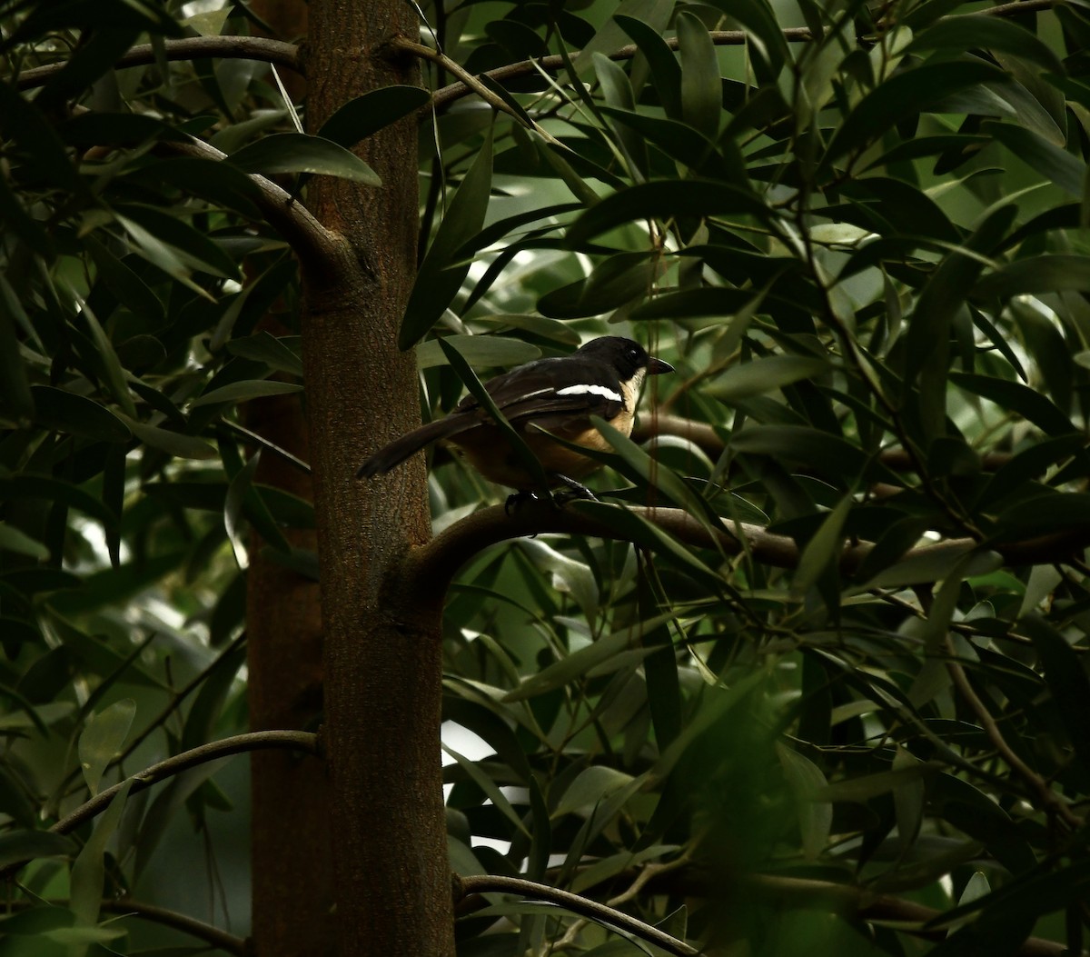 Southern Boubou - Michaela Figari