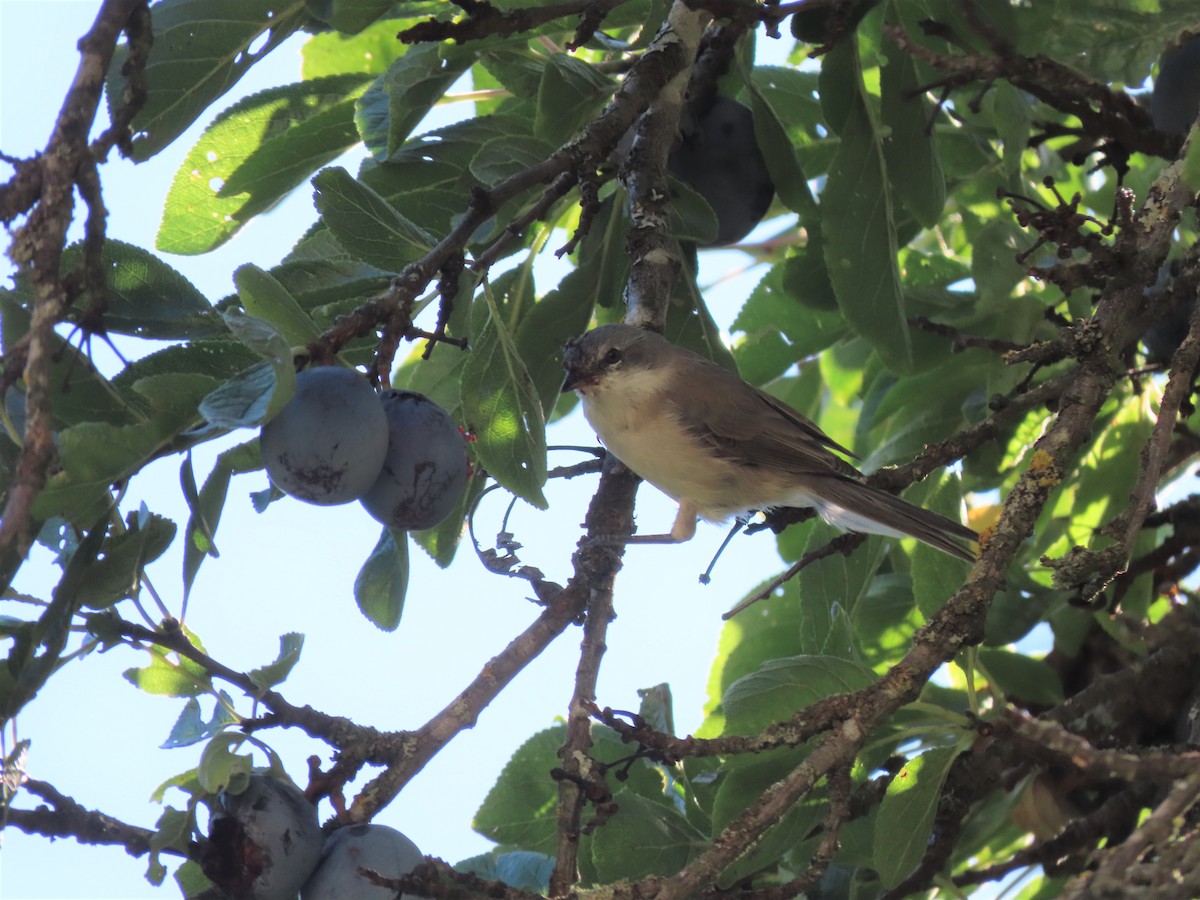 Lesser Whitethroat - ML617766947