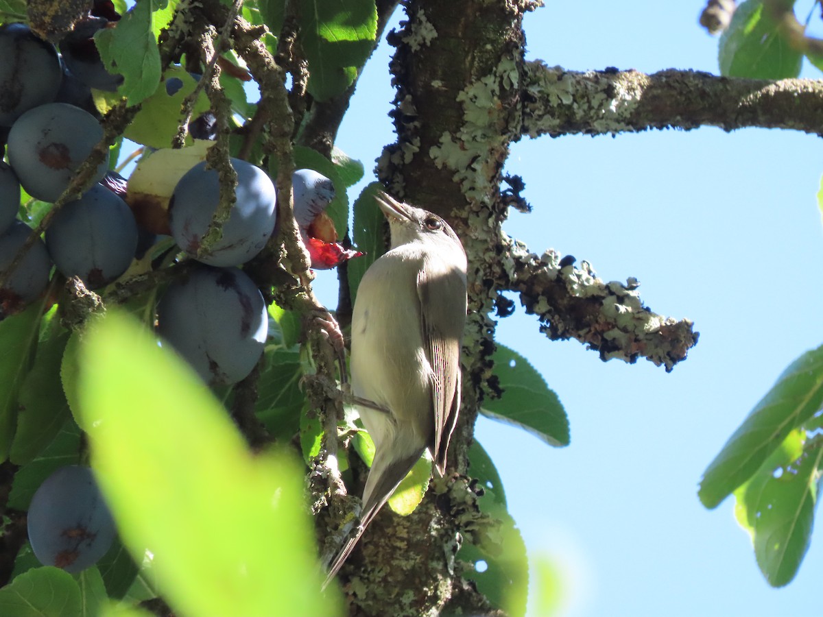 Lesser Whitethroat - ML617766954