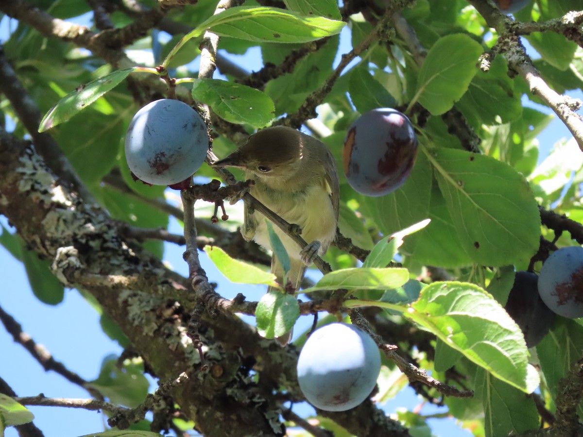 Lesser Whitethroat - ML617766955