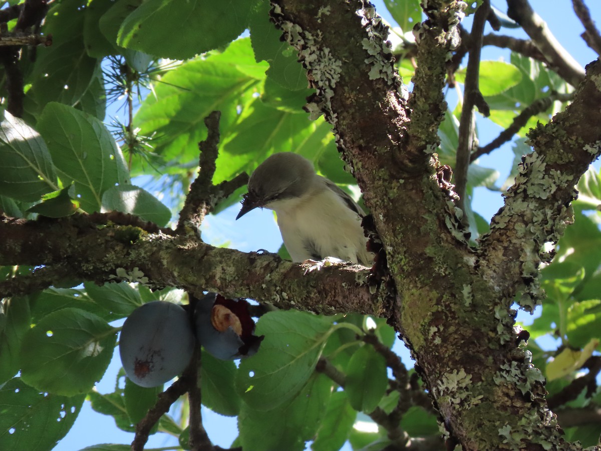 Lesser Whitethroat - ML617766956