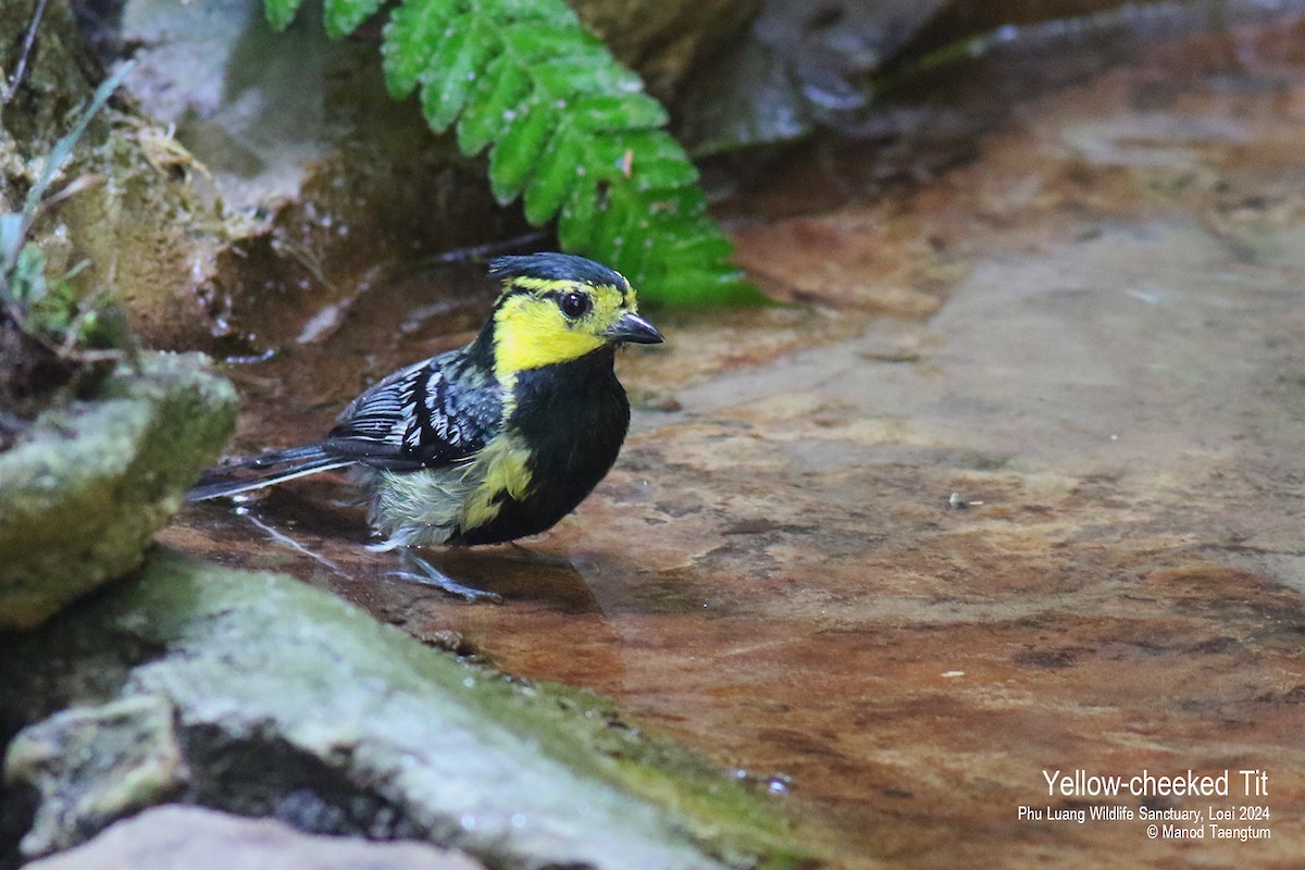 Yellow-cheeked Tit - ML617767008