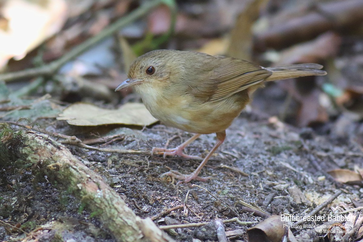 Buff-breasted Babbler - Manod Taengtum