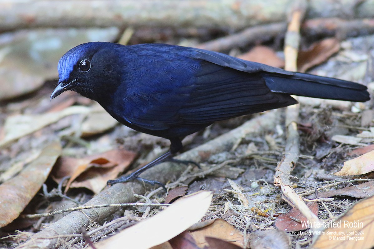 White-tailed Robin (White-tailed) - ML617767037