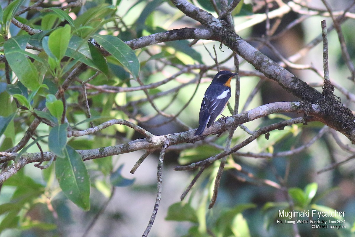 Mugimaki Flycatcher - Manod Taengtum