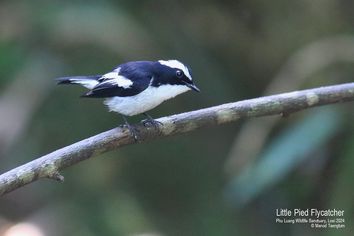 Little Pied Flycatcher - ML617767050