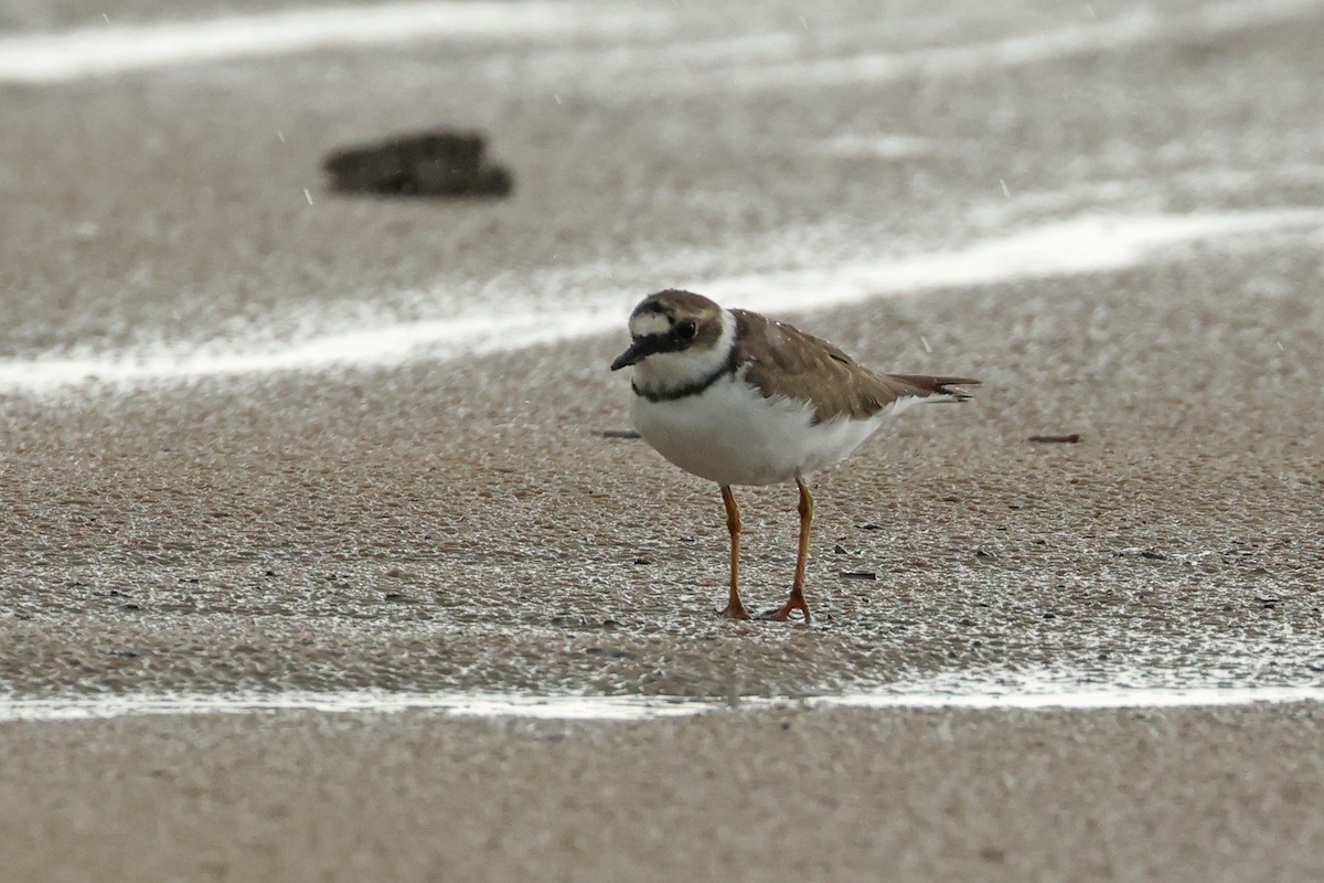 Little Ringed Plover - ML617767060