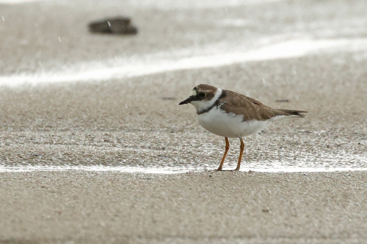 Little Ringed Plover - ML617767061