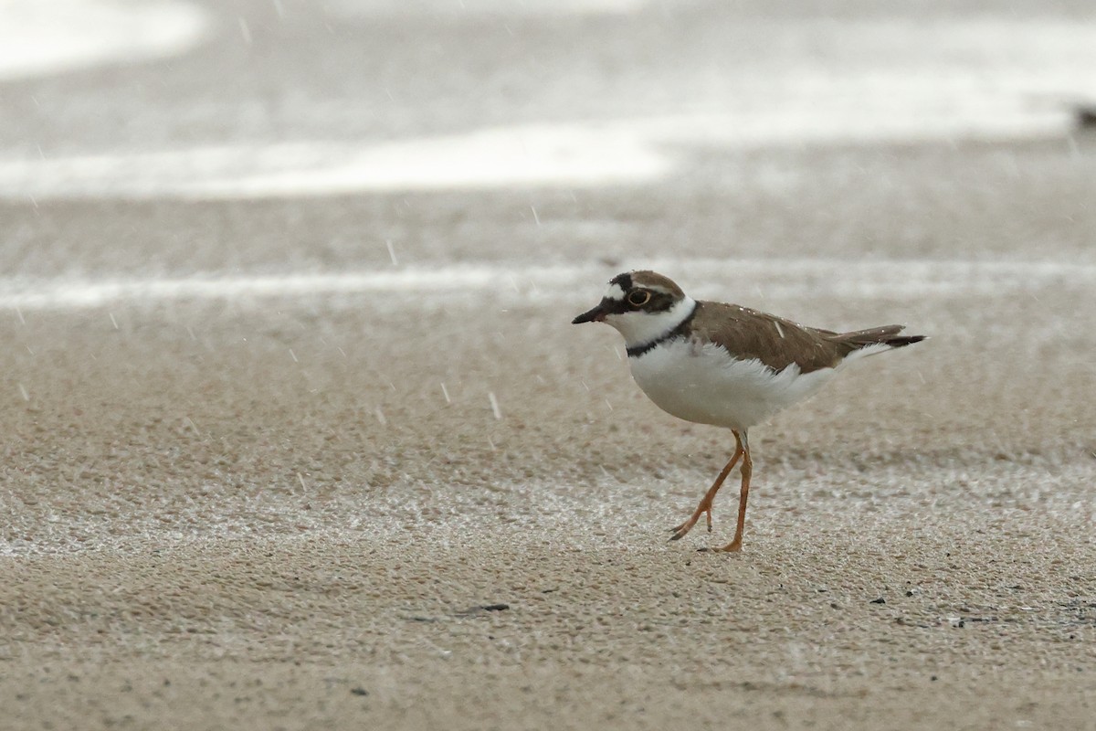 Little Ringed Plover - ML617767065