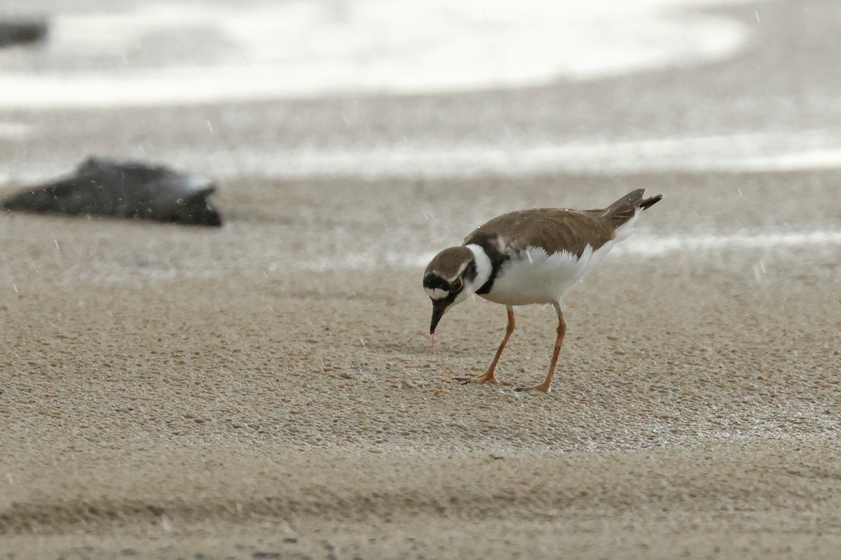 Little Ringed Plover - ML617767066