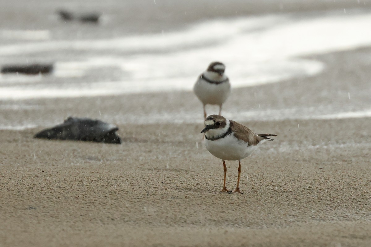 Little Ringed Plover - ML617767067