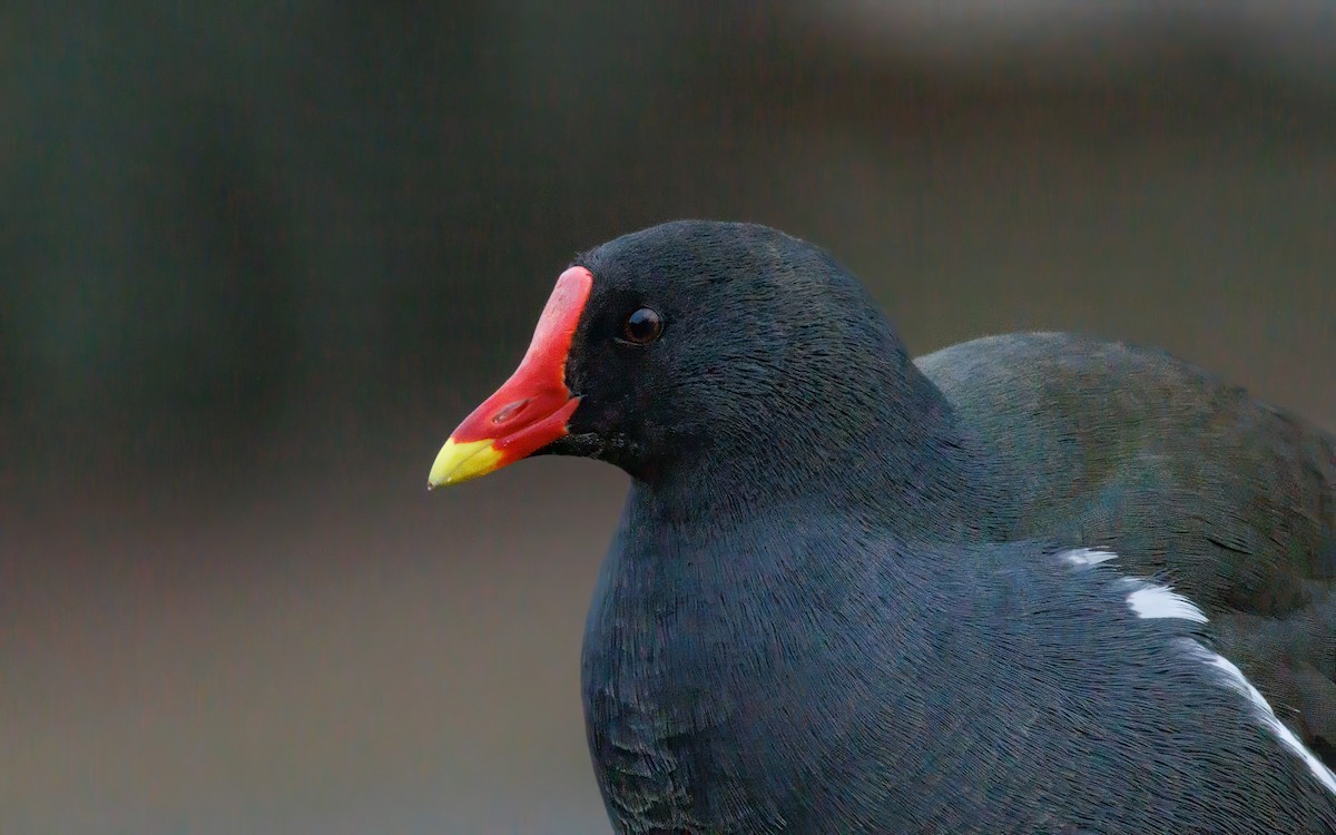 Eurasian Moorhen - Ethan Denton