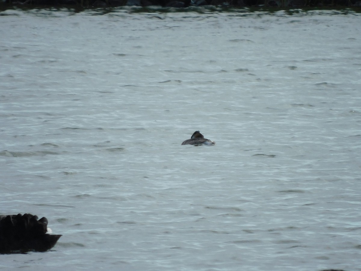 Great Crested Grebe - ML617767218