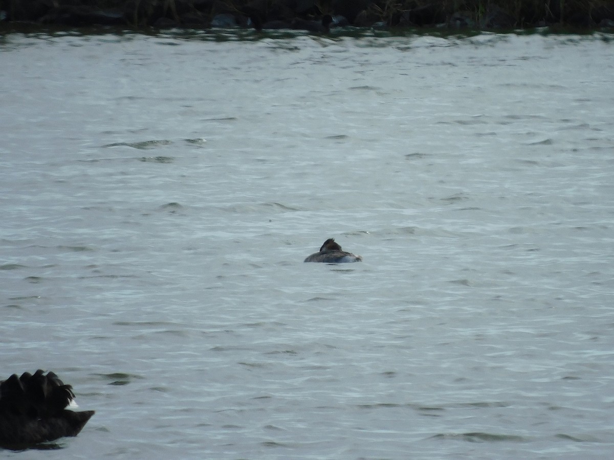 Great Crested Grebe - ML617767219